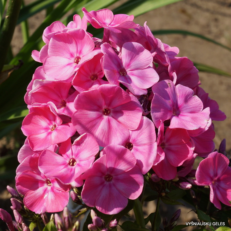 Phlox paniculata 'Anastasia'